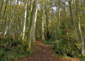 Orages : le bois des Bretonnières a souffert cette nuit, soyez prudents !