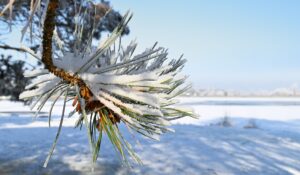 Joué sous la neige !